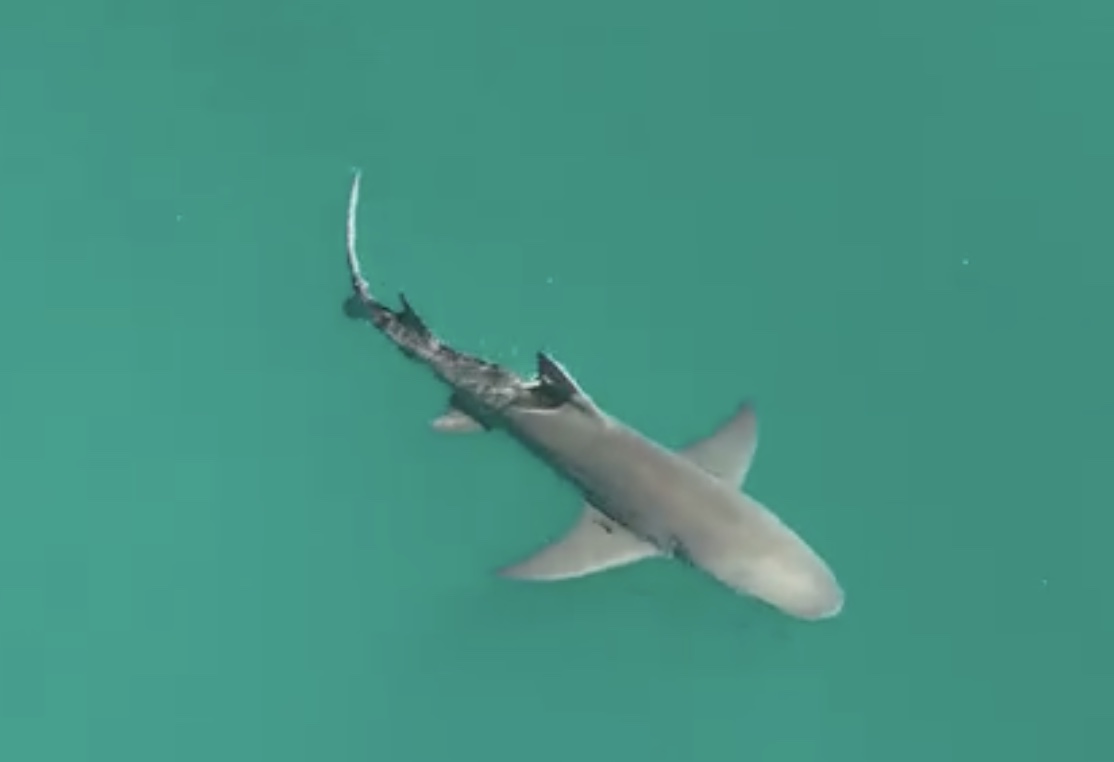 An aerial view of a shark with its full body and curved tail visible in turquoise water.