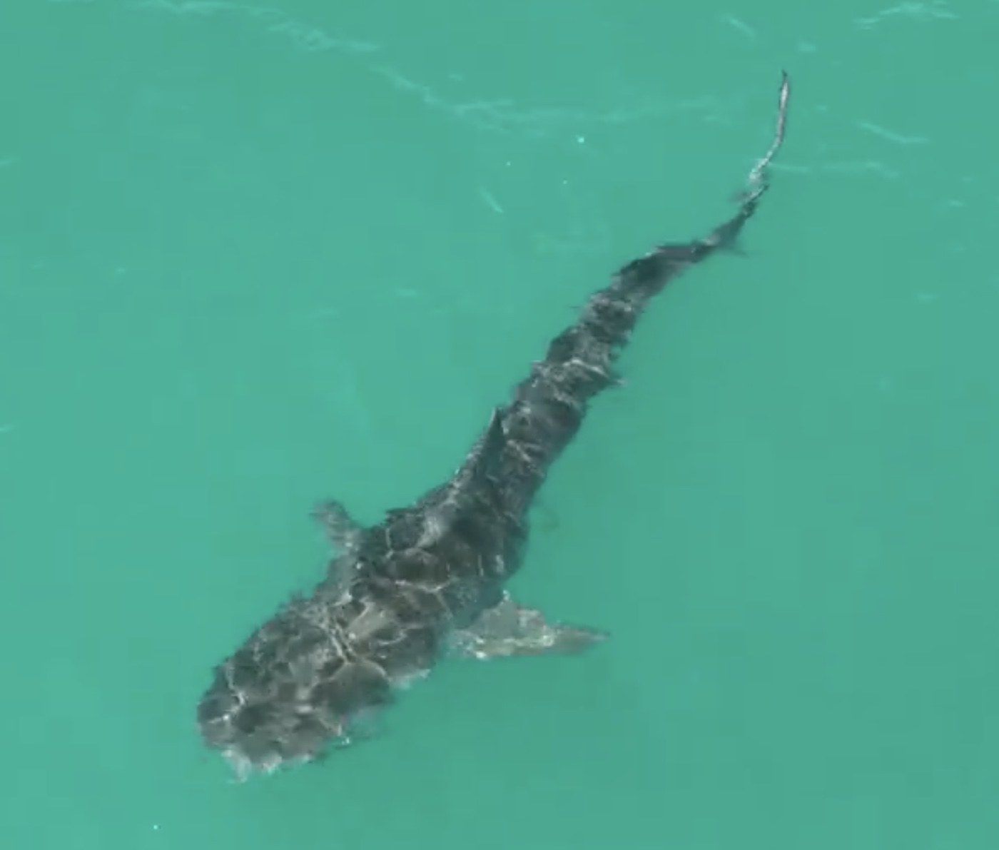 A shark viewed from above with light patterns on its body and water around its fins.