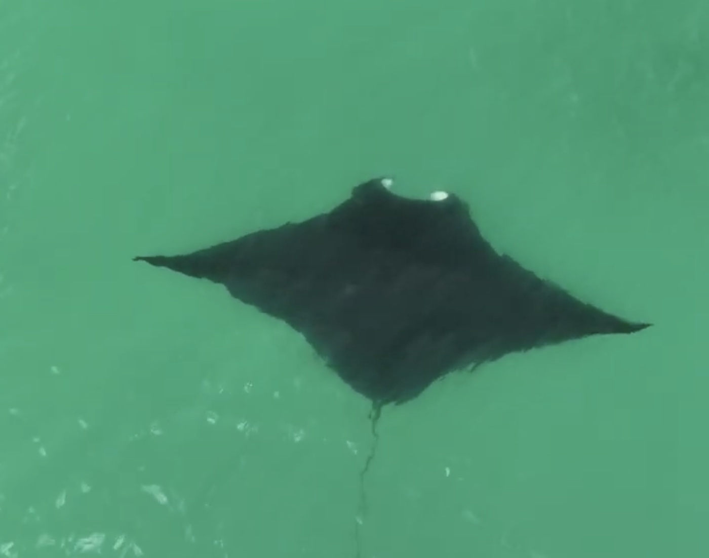 A dark ray seen from above, with wings and tail visible against green water.