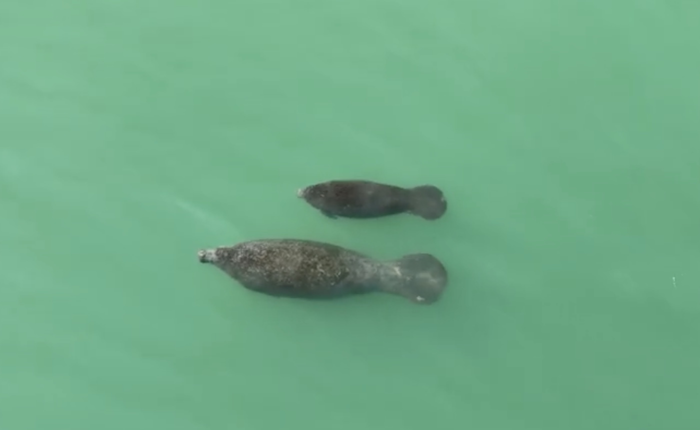 Two rounded marine animals side by side beneath clear green water.
