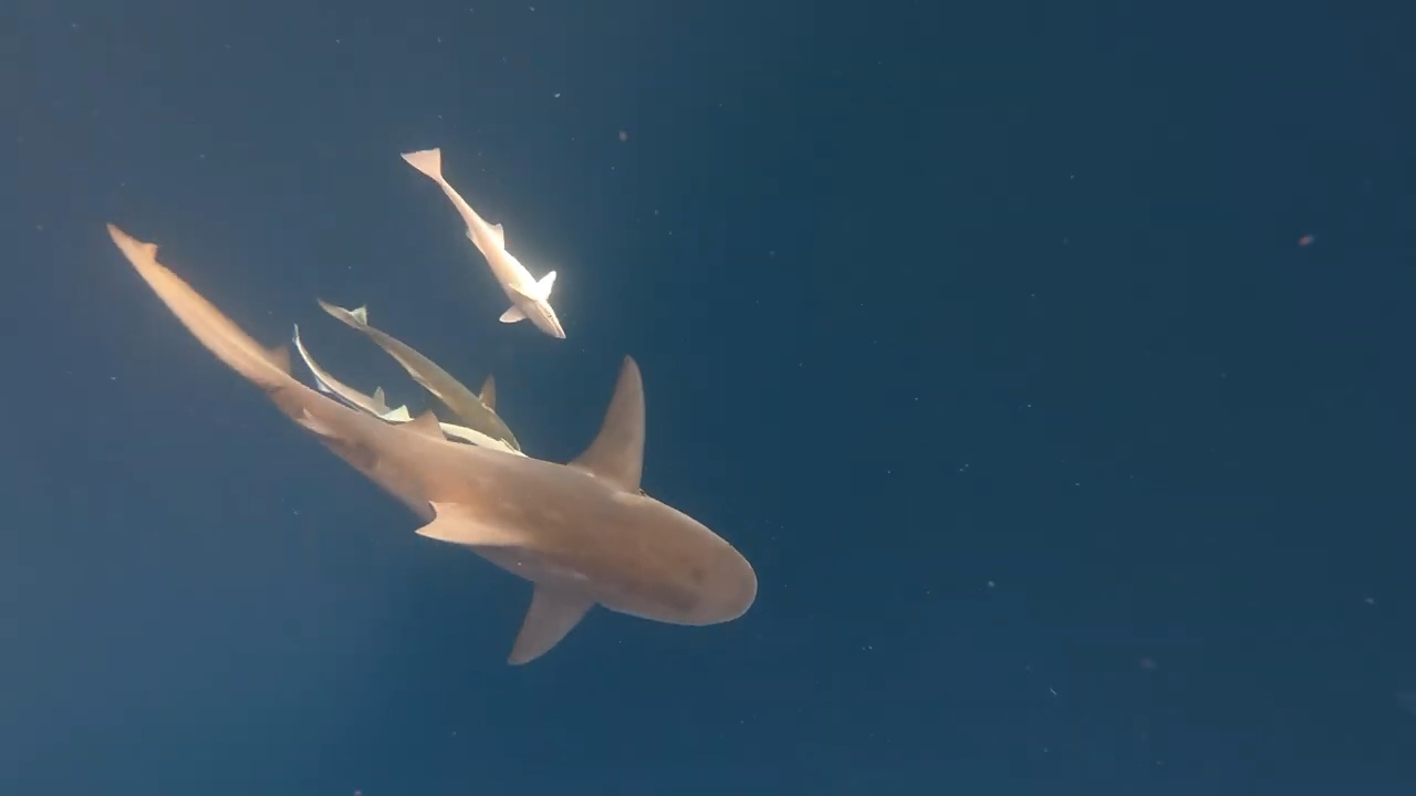 An underwater shark with several smaller fish nearby against deep blue water.